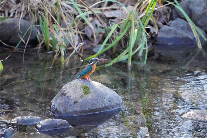 JZ~,Common Kingfisher