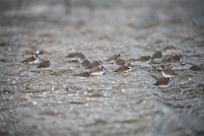 V`h,Kentish Plover