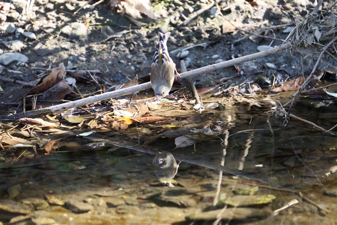 Jq,Oriental Greenfinch