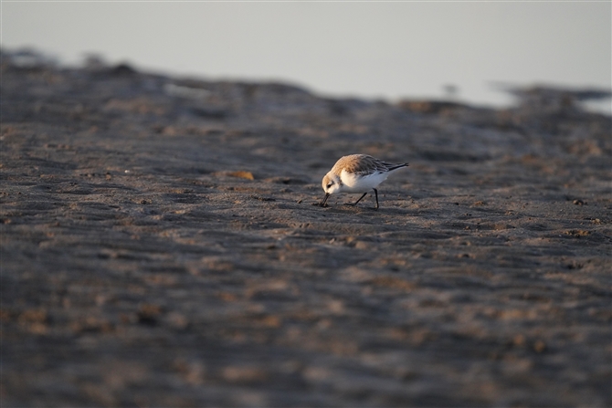 ~rVM,Sanderling