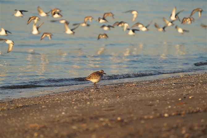 _C[,Grey Plover