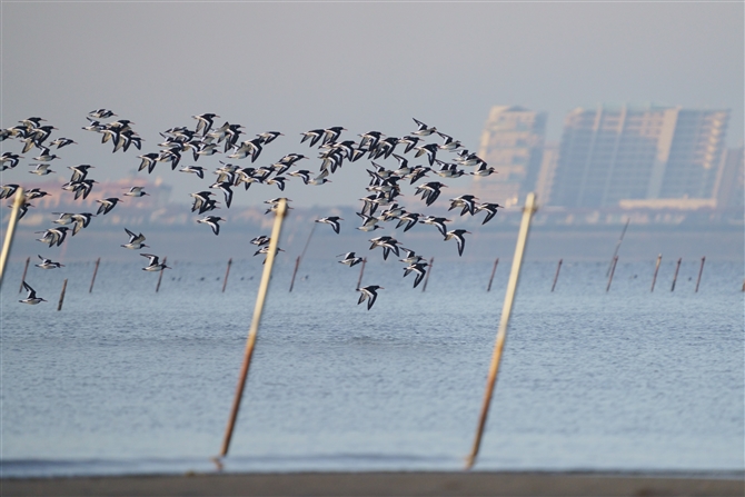 ~Rh,Oystercatcher