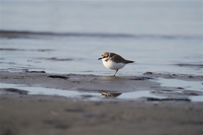 V`h,Kentish Plover