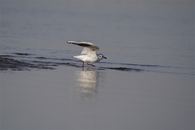 YOJ,Saunders's Gull