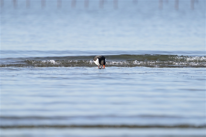 ~Rh,Oystercatcher