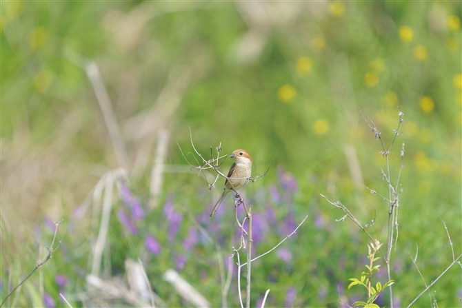 Y,Bull-headed  Shrike