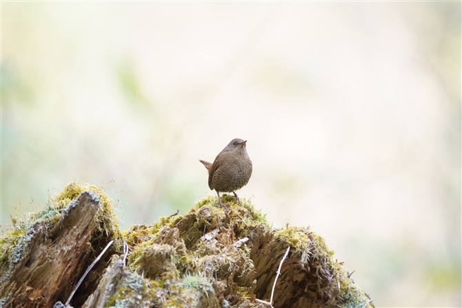 ~\TUC,Winter Wren