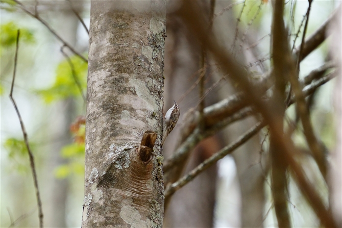 キバシリ,Eurasian Treecreeper