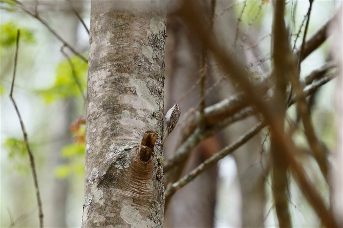 LoV,Eurasian Treecreeper