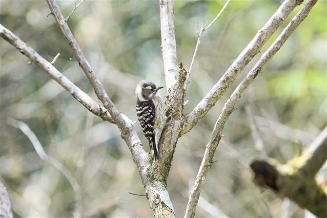 RQ,Japanese Pigmy Woodpecker