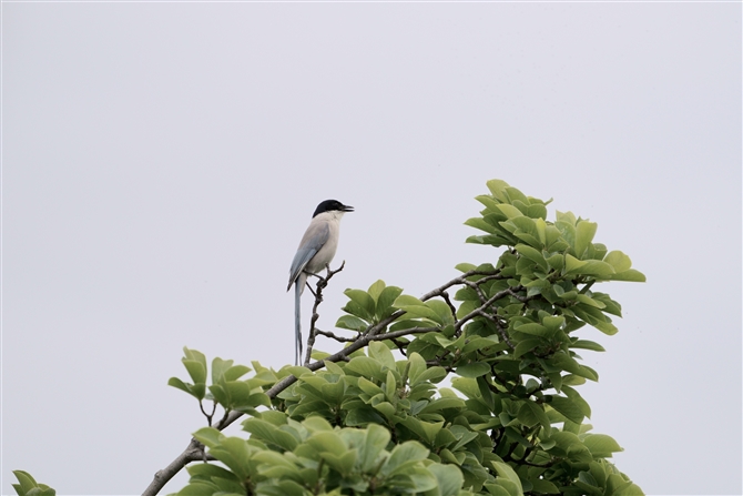 IiK,Azure-winged Magpie