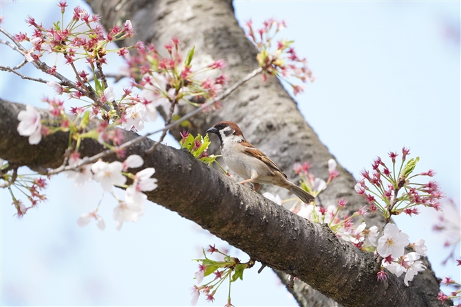 XY,Eurasian Tree Sparrow