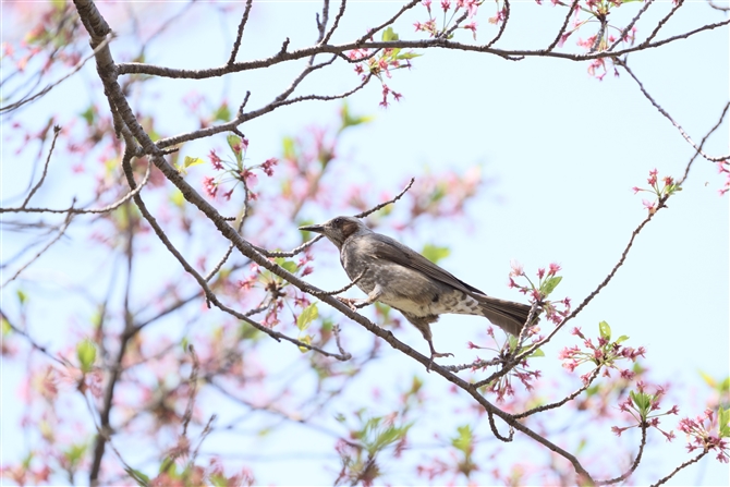 qh,Brown-eared Bulbul