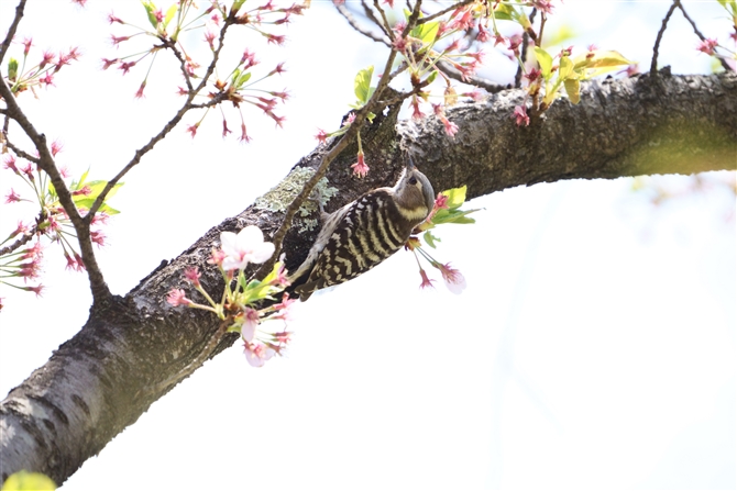 コゲラ,Japanese Pigmy Woodpecker