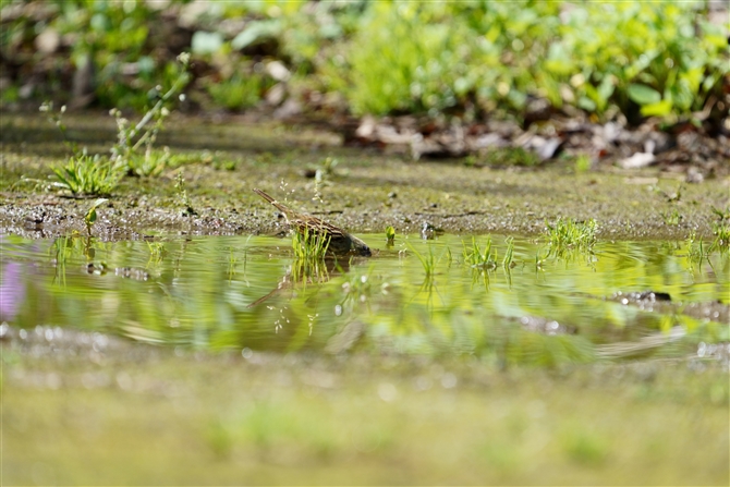 AIW,Black-faced Bunting