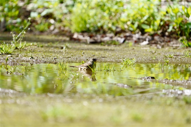 AIW,Black-faced Bunting