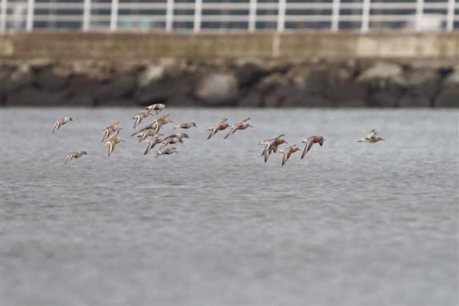 RIoVM,Red Knot