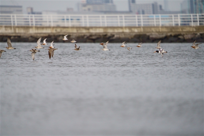 RIoVM,Red Knot