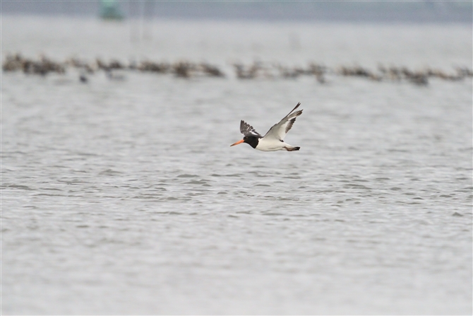 ~Rh,Oystercatcher