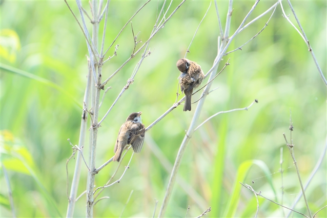 XY,Eurasian Tree Sparrow