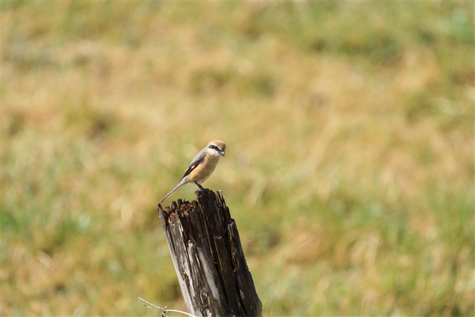 Y,Bull-headed  Shrike