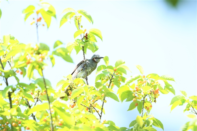 qh,Brown-eared Bulbul