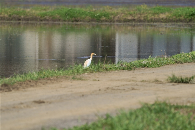 A}TM,Cattle Egret