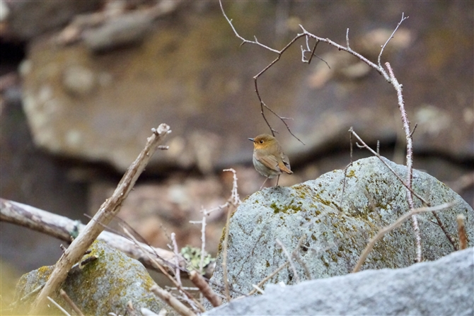 R}h,Japanese Robin