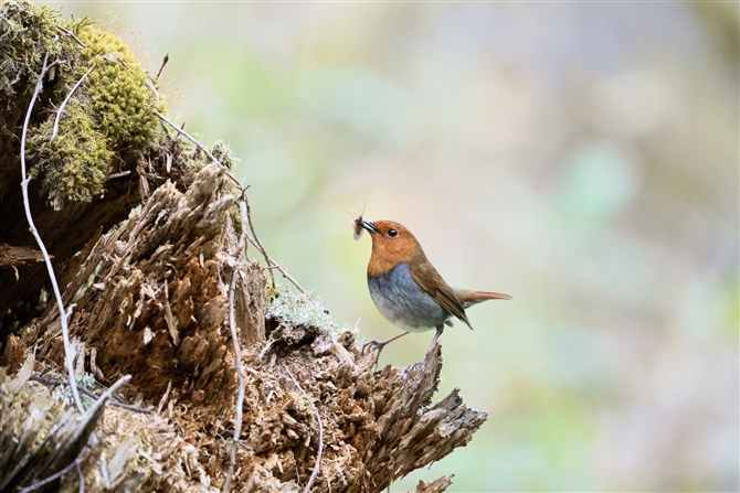 R}h,Japanese Robin