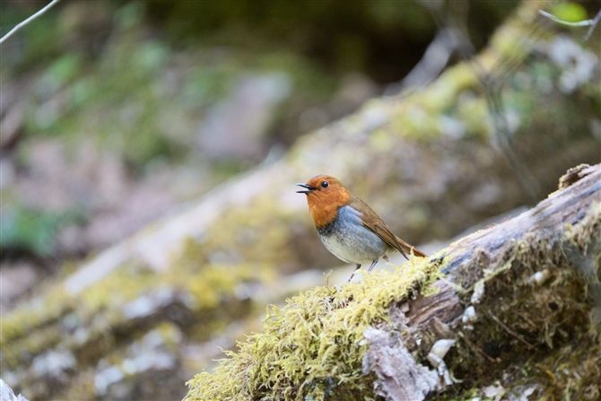 R}h,Japanese Robin