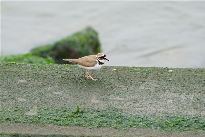 R`h,Little Ringed Plover