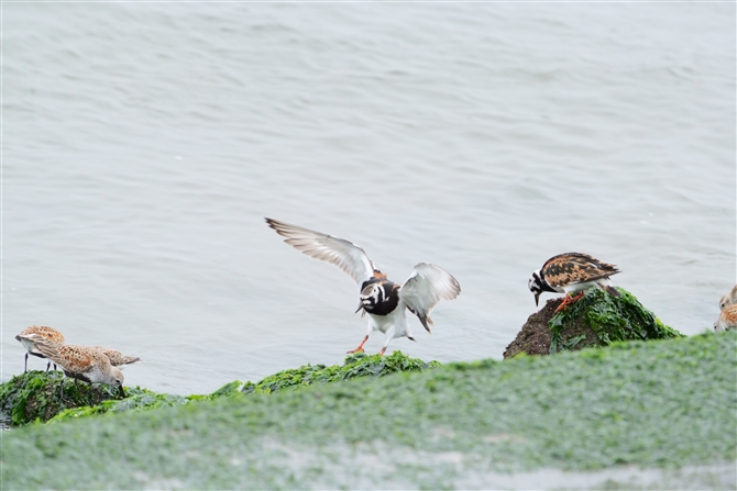 LEWVM,Ruddy Turnstone