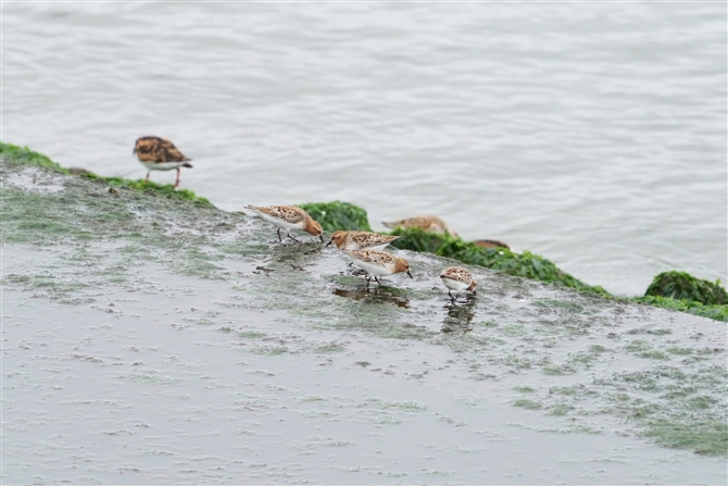 gEl,Red-necked Stint