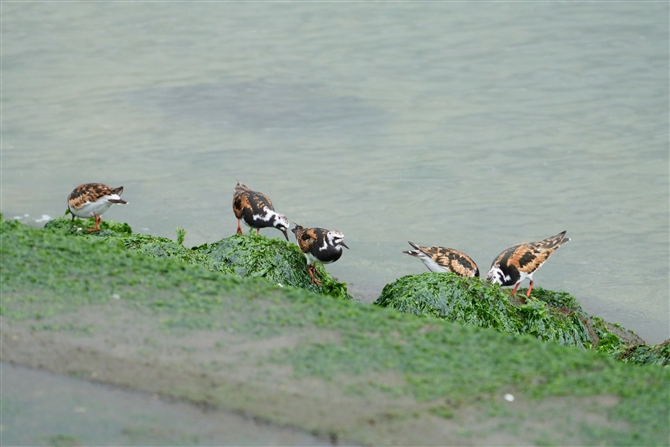 LEWVM,Ruddy Turnstone