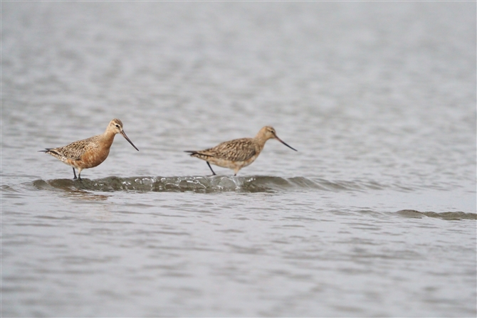 II\nVVM,Bar-tailed Godwit