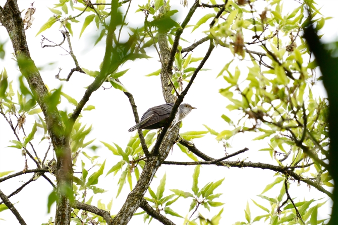 zggMX,Lesser Cuckoo