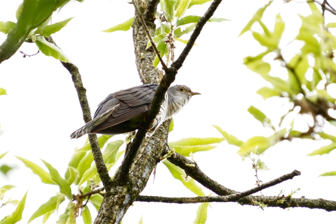 zggMX,Lesser Cuckoo