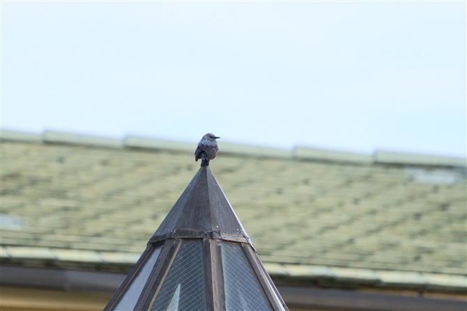 C\qh,Blue Rock Thrush