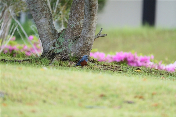 C\qh,Blue Rock Thrush