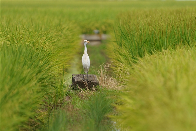 A}TM,Cattle Egret