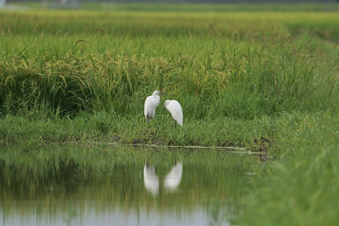 RTM,Little Egret