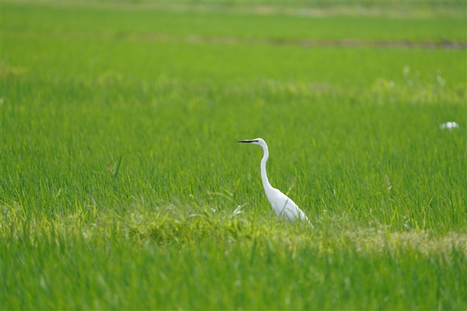 `E_CTM,Great Egret