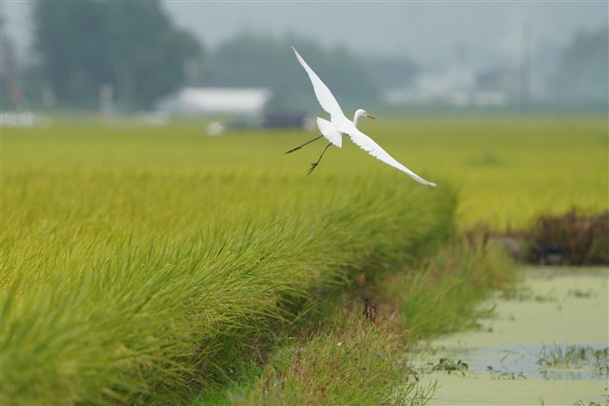 `ETM,Intermediate Egret