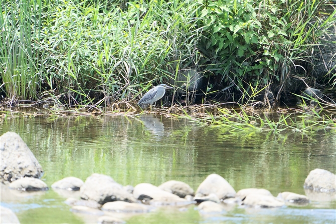 TTSC,Striated Heron