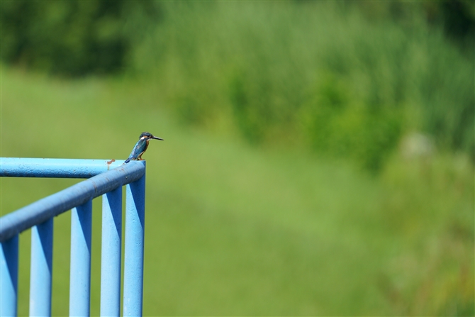 JZ~,Common Kingfisher