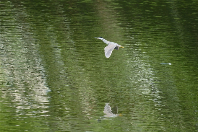 TTSC,Striated Heron