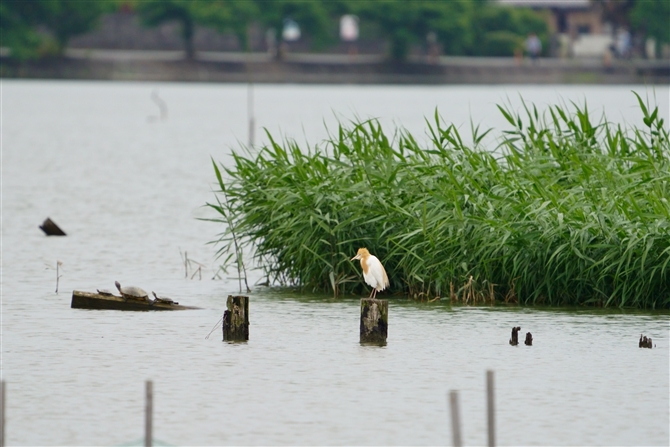 A}TM,Cattle Egret