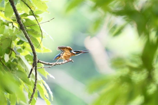 JZ~,Common Kingfisher