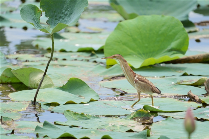 VSC,Yellow Bittern