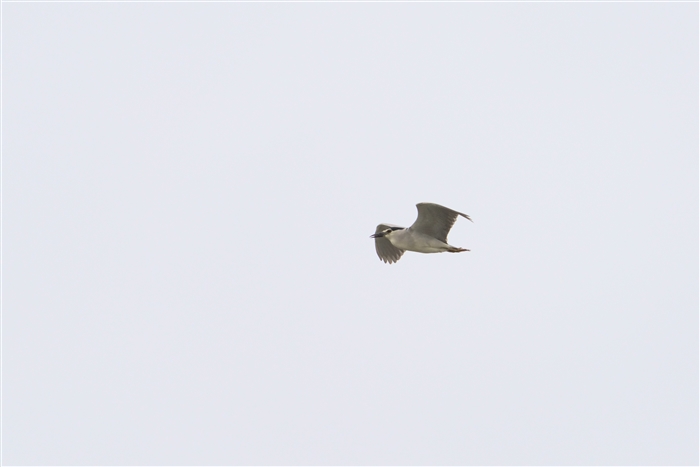 SCTM,Black-crowned Night Heron